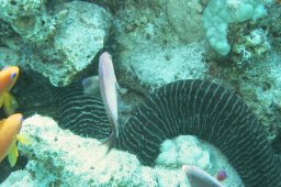 Zebramuräne (Gymnomuraena zebra)
